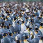 In a “World-First” Procedure, Elderly Penguins Receive Custom Lenses.
