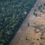 Data from satellites Deforestation in Brazil’s Amazon has decreased since last year.