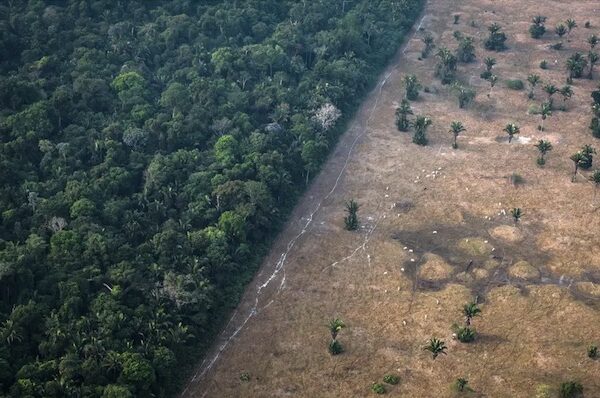 Data from satellites Deforestation in Brazil’s Amazon has…